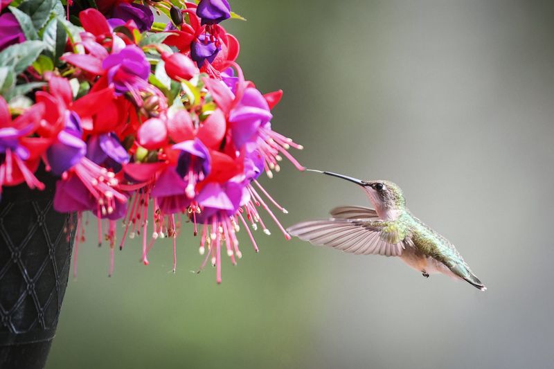 Fuchsia