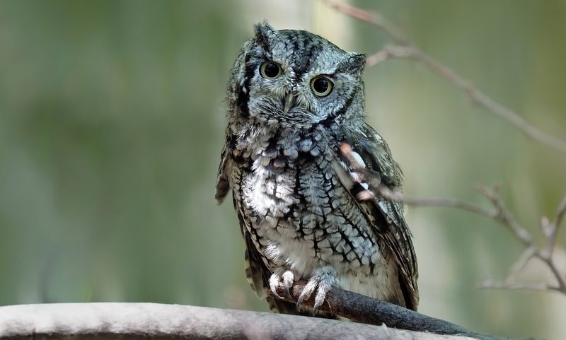 Fall gives screech-owl boxes a head start, not a winter nesting deadline