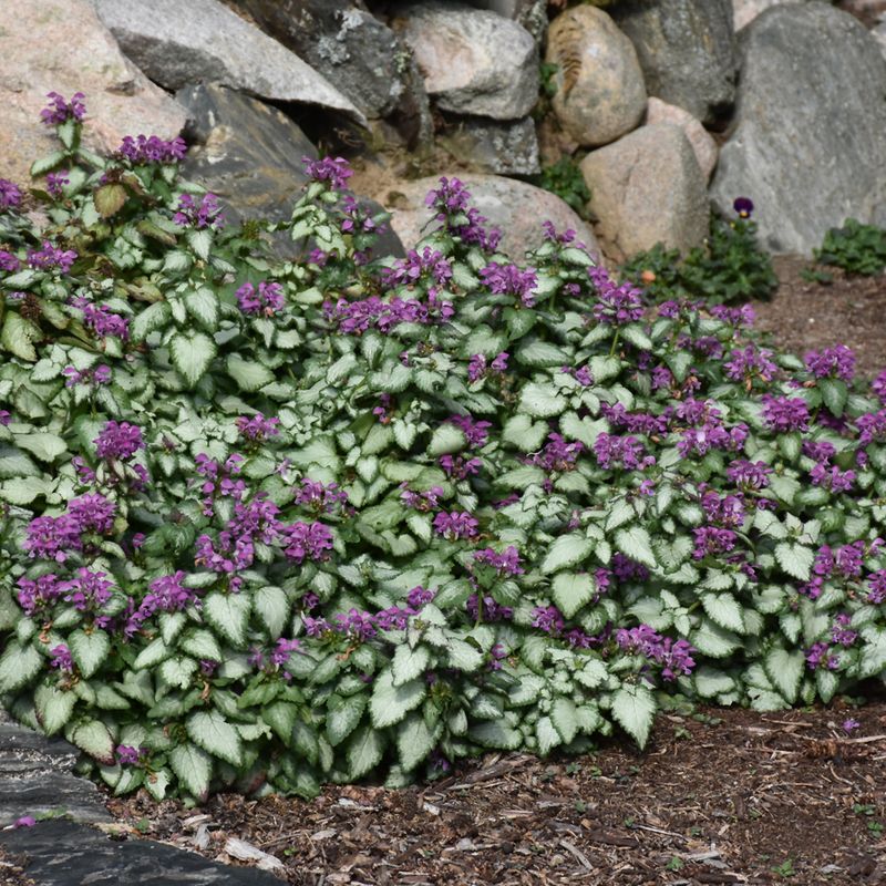 Lamium (Spotted Dead Nettle)