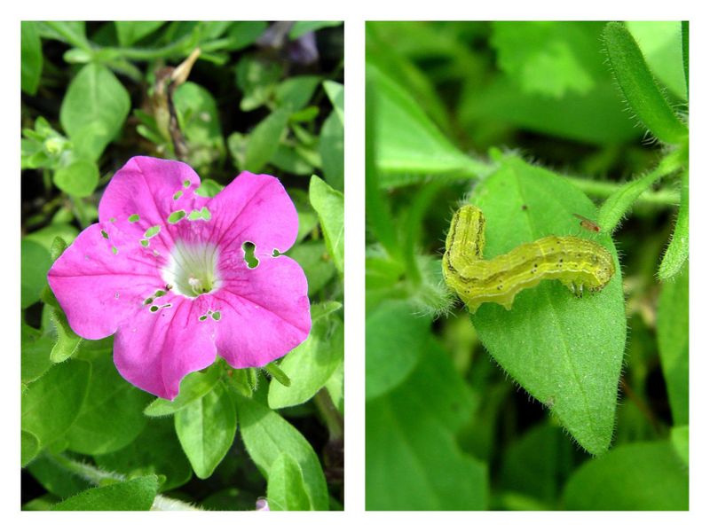 Monitor for Pests like Budworms
