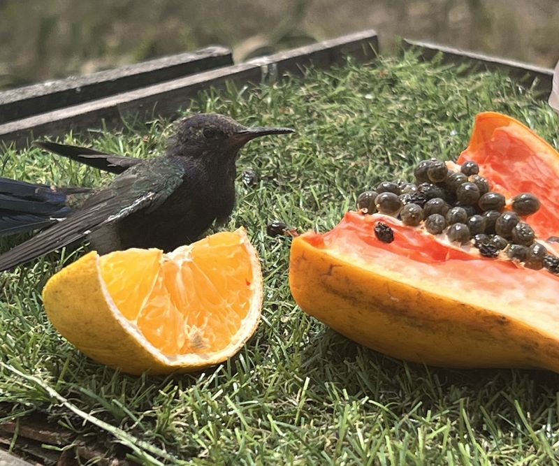 Overripe Fruit for Fruit Flies