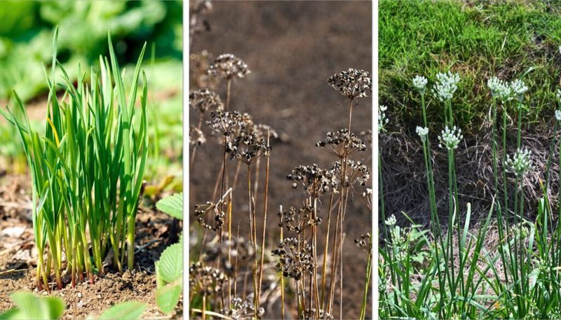 Manage garlic chives before self-seeding becomes a problem