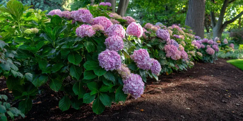 Maintain moisture without forcing tender growth