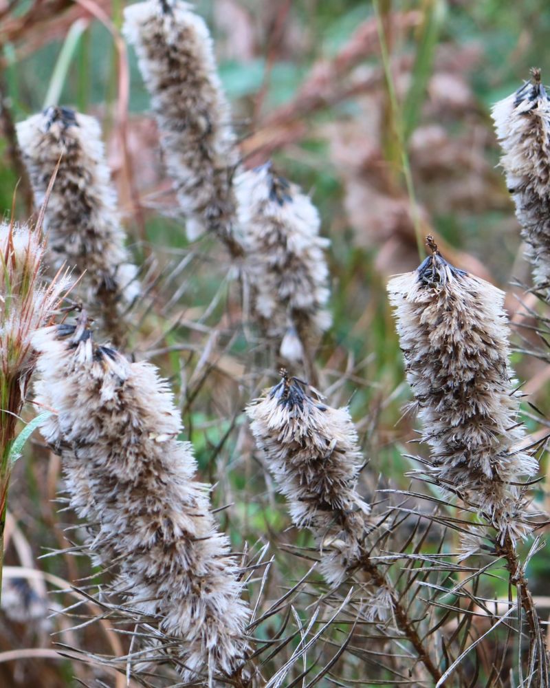 Liatris (Gayfeather)
