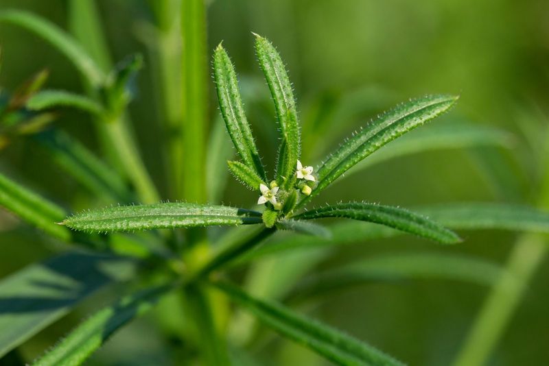 A Calming Poultice for Minor Skin Irritations