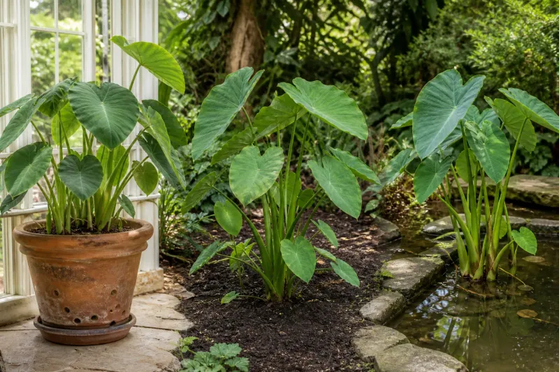 Keep Colocasia esculenta out of waterways