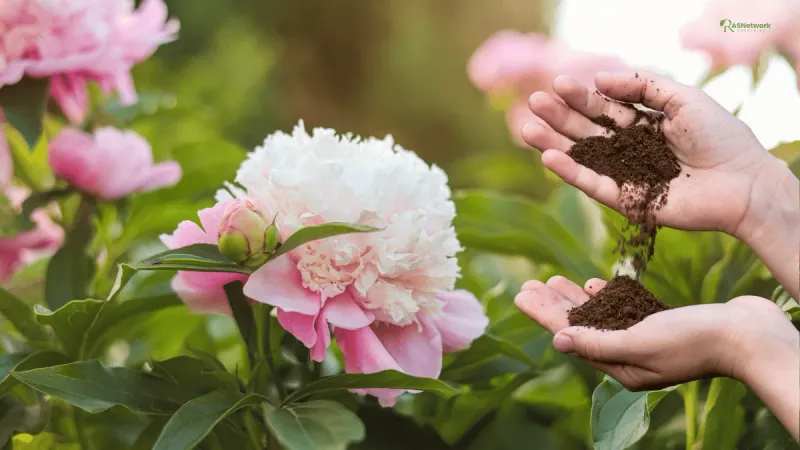 Fertilize Lightly and Appropriately (if at all)