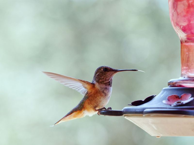 A feeder can hide a gap in natural nectar