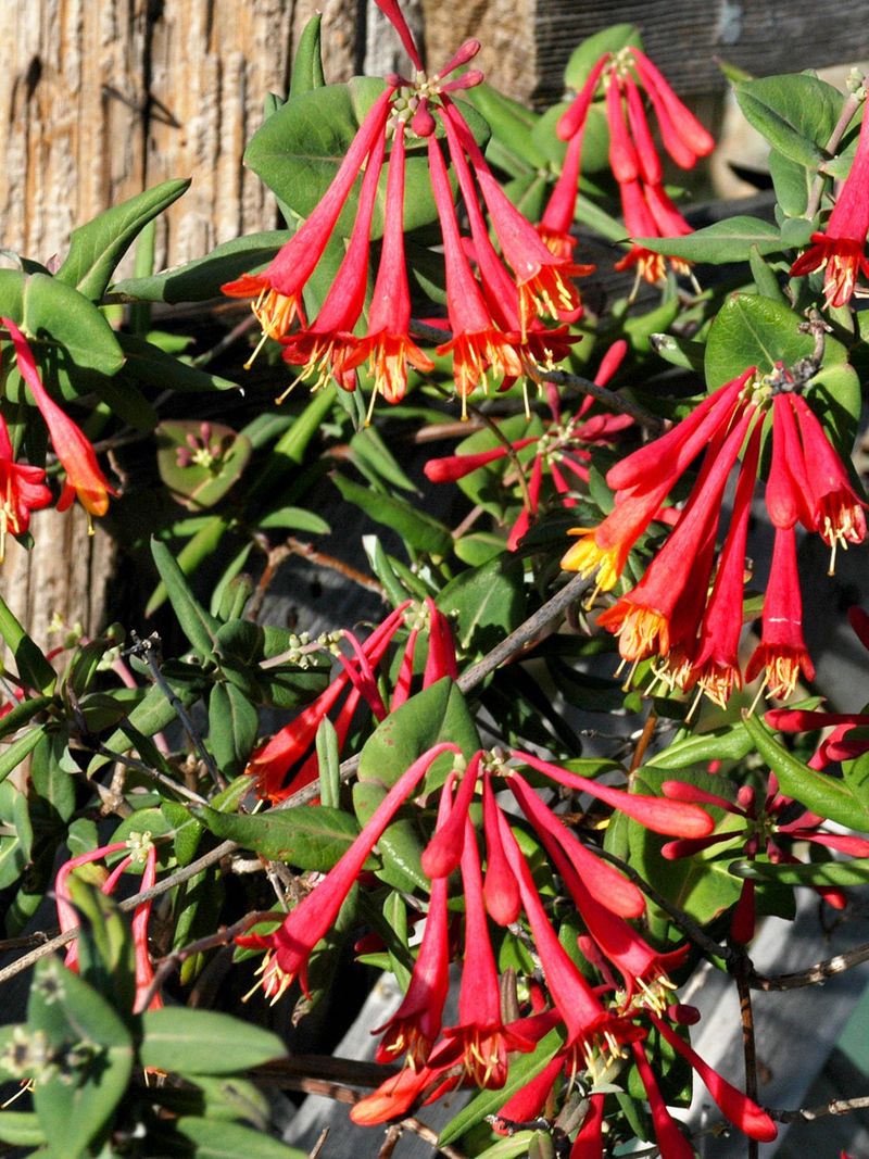 Prune after flowering to manage growth and preserve blooms