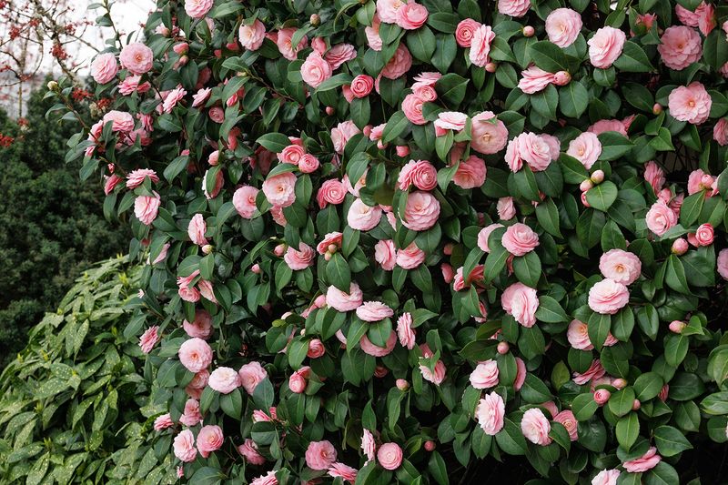 Camellia