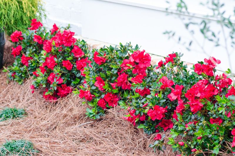 Beside Heat-Radiating Surfaces Like Driveways and Sidewalks
