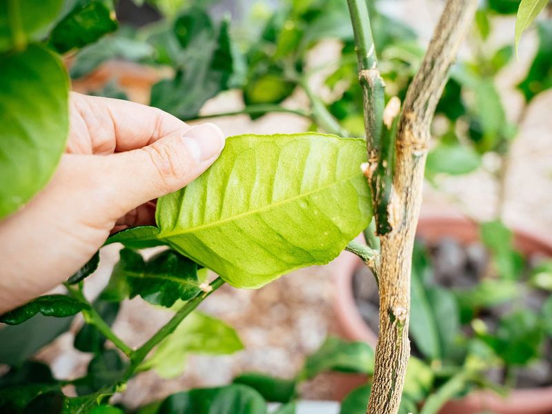 Respond calmly to leaf drop and pests