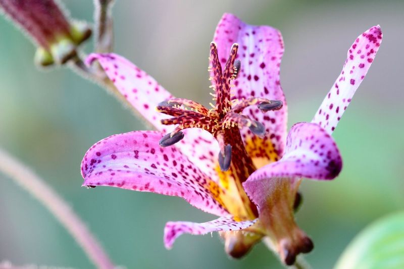 Toad Lily (Tricyrtis)
