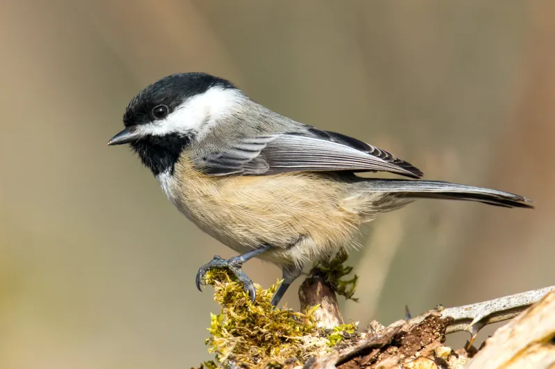 Chickadees
