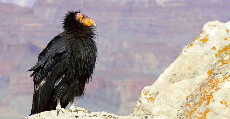 Twenty-two wild birds marked the brink