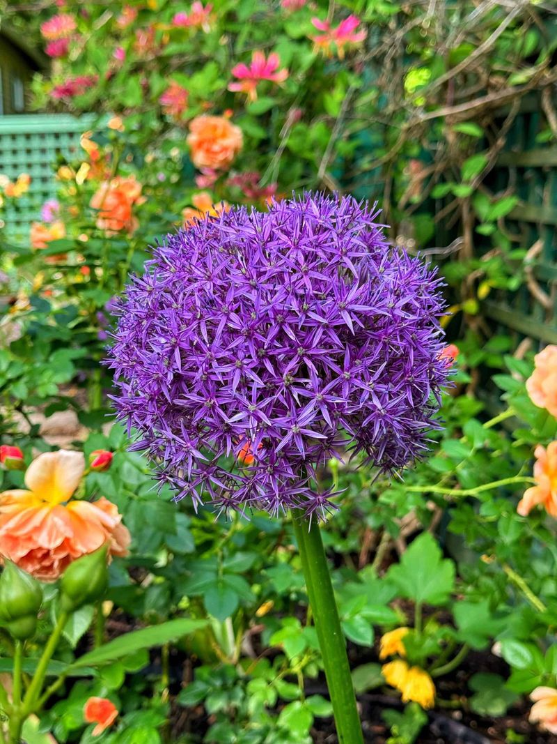 Garlic and Ornamental Alliums