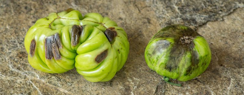 A Potassium Shortage Stunted the Fruit