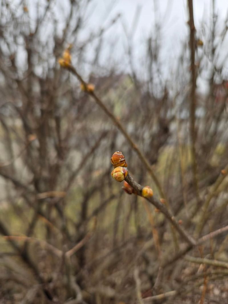 Why a fall trim can cost your lilac spring flowers