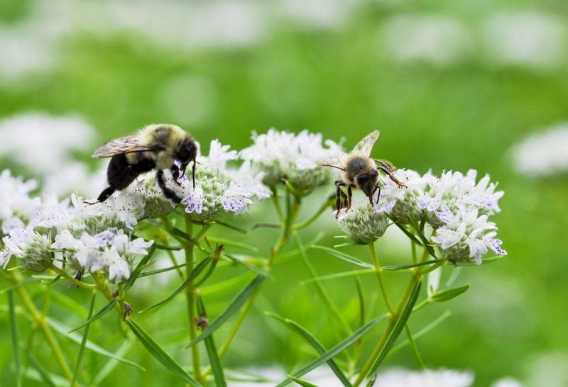 Narrow-leaf Mountain Mint (Pycnanthemum tenuifolium)