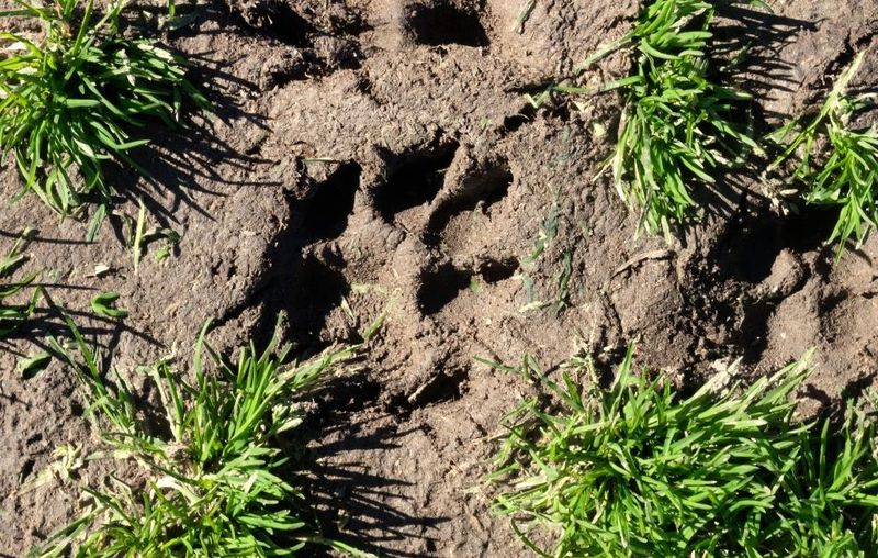 Inspect the yard for evidence before choosing a response