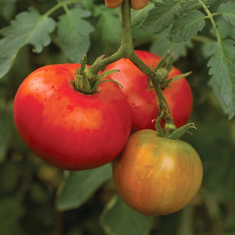 Harvest Ripe or Nearly Ripe Tomatoes Promptly