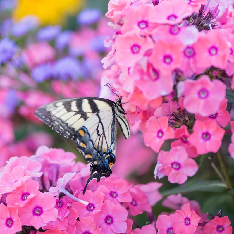 Phlox (Phlox paniculata)