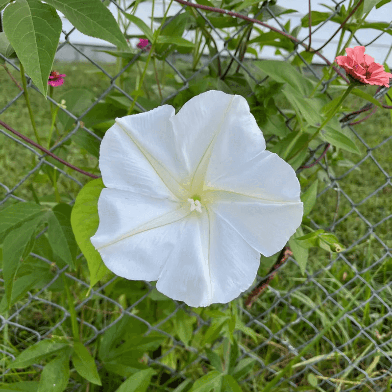 Which moonflower is climbing your trellis?