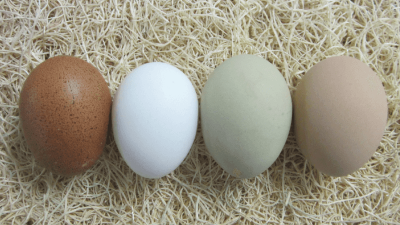 Only fertile eggs can produce chicks
