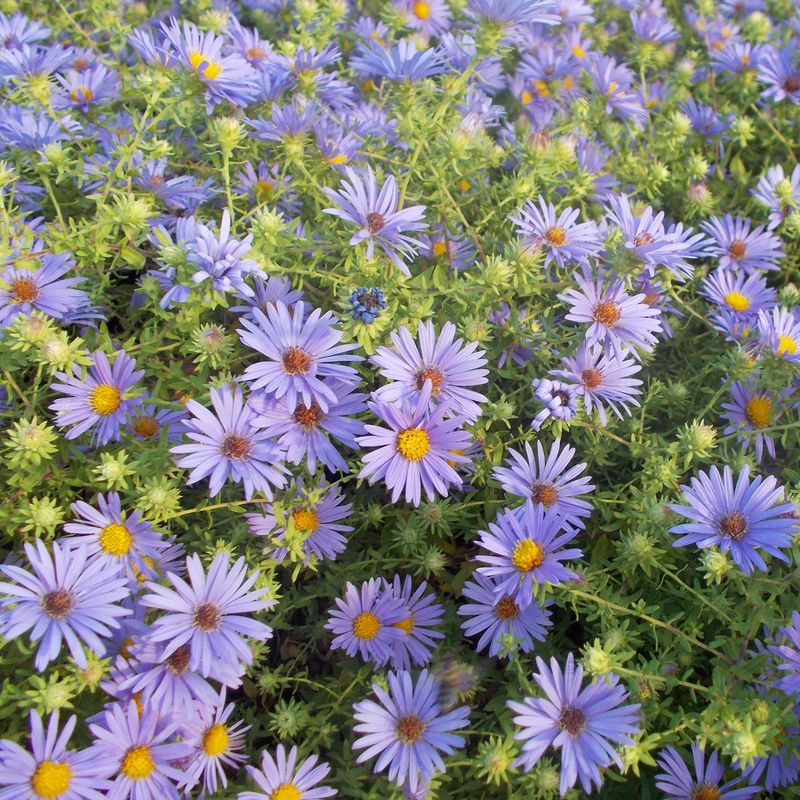 Aromatic aster offers a credible fall planting opportunity