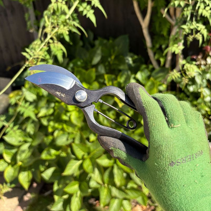 Prune with clean tools and a clear decision rule