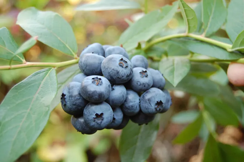 Northblue Blueberry