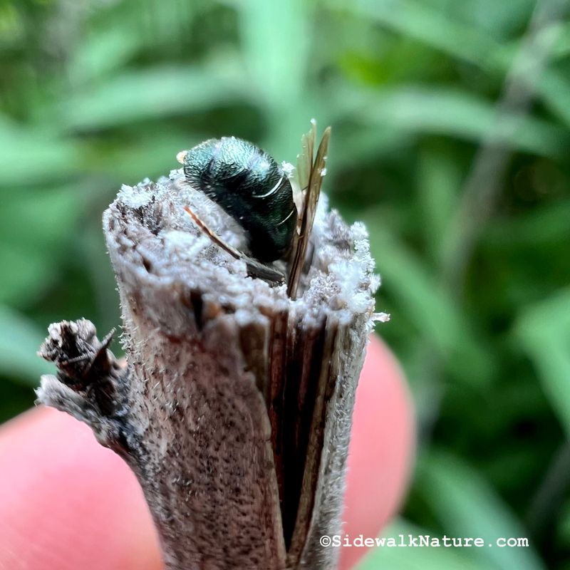 Small Carpenter and Cavity-Nesting Bees