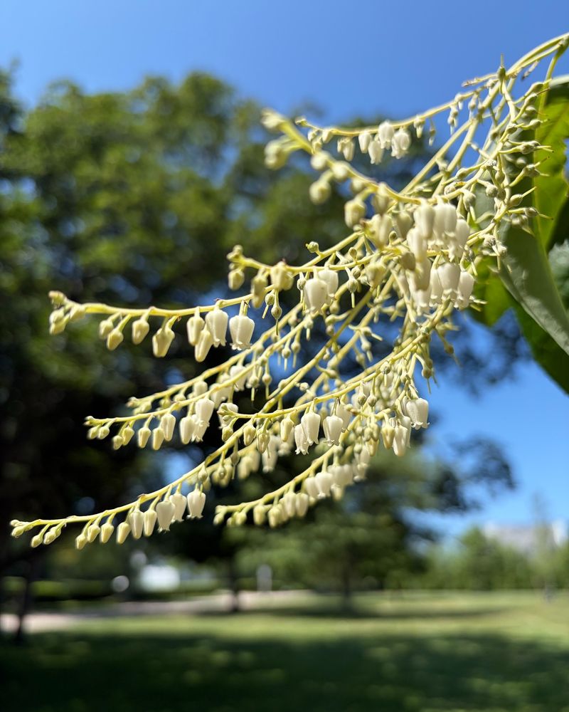 Its early-summer flowers bridge a forage gap