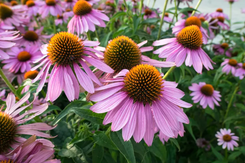 Coneflower