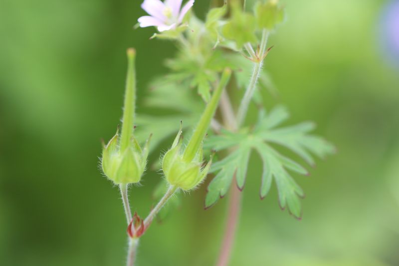 Tiny Seed Pods Are Starting to Form