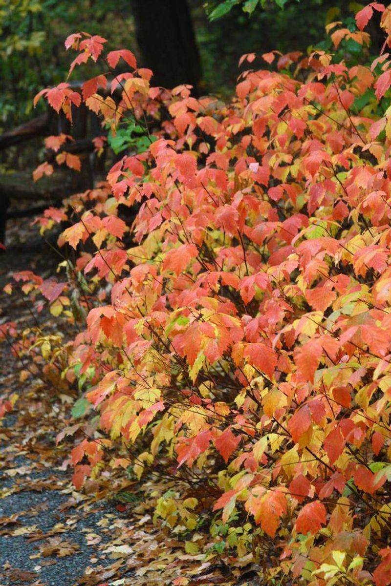 Fragrant Sumac (Rhus aromatica)