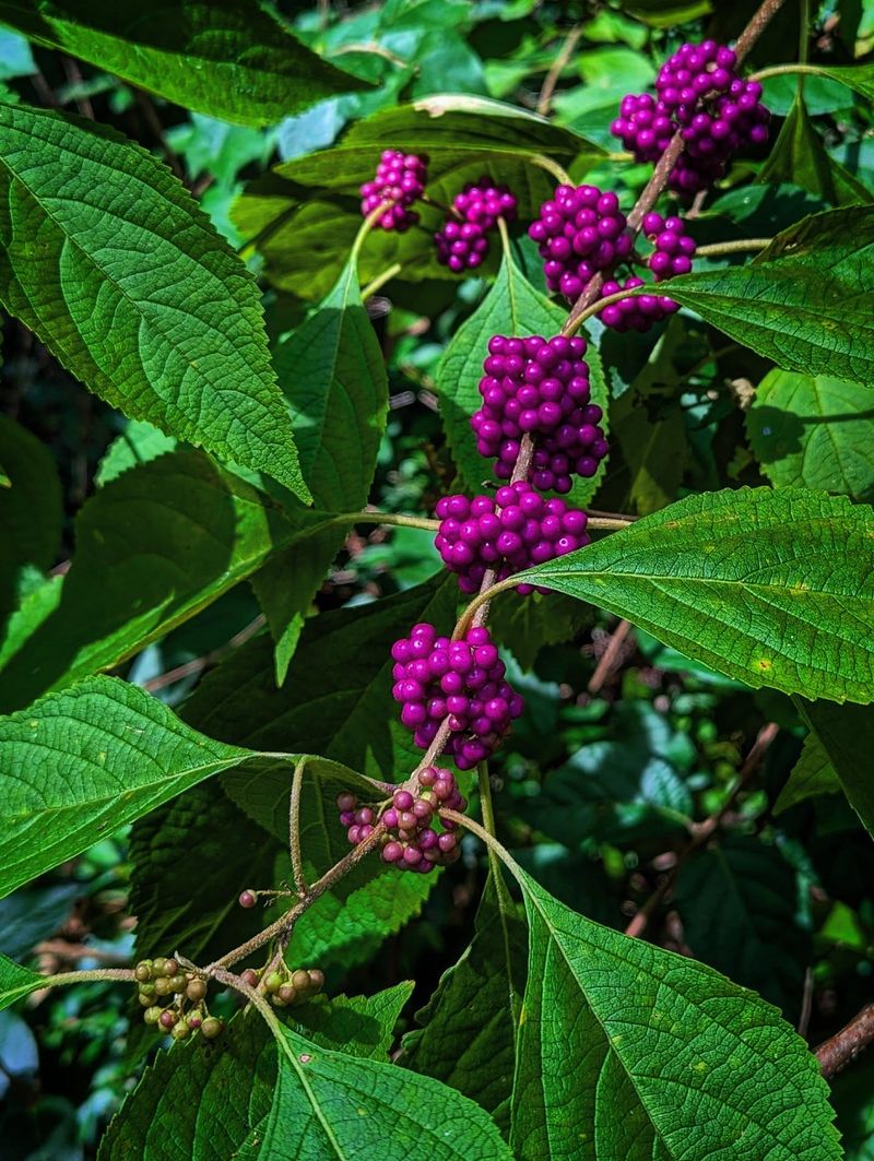 The “tree” in this story is actually American beautyberry