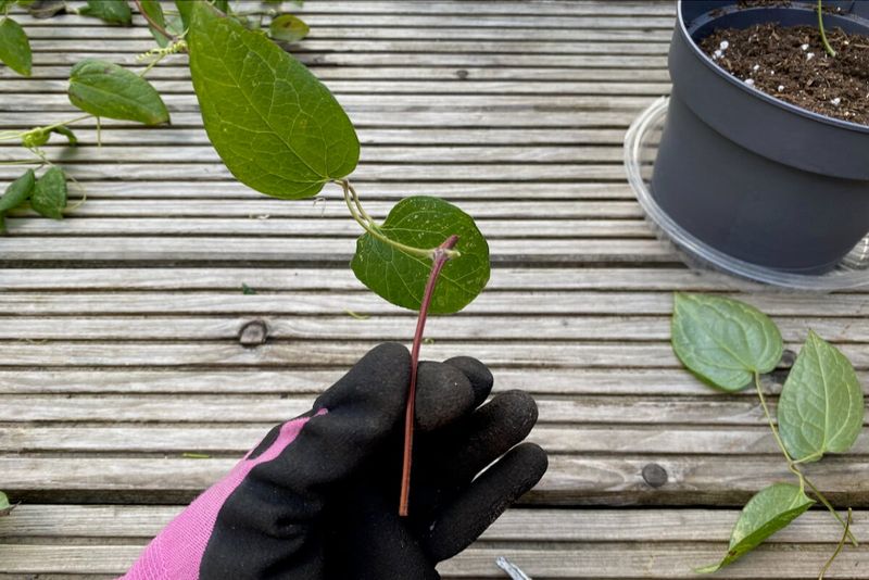 Prepare the Cuttings