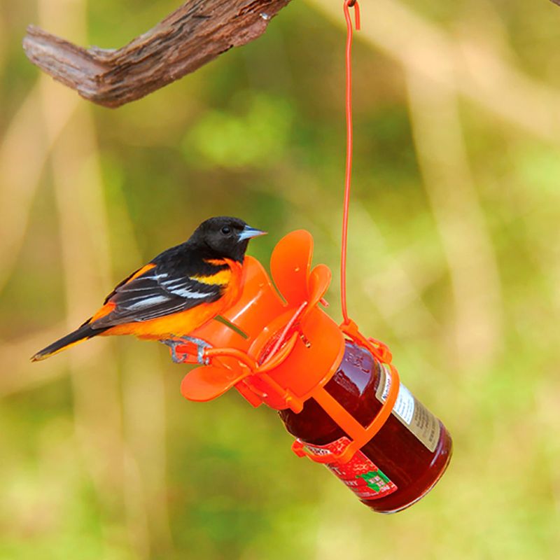 Baltimore Oriole