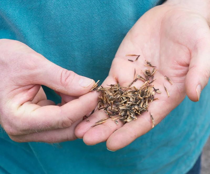 Extract Seeds by Shaking or Rolling