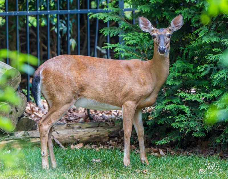Why North Carolina discourages deer corn