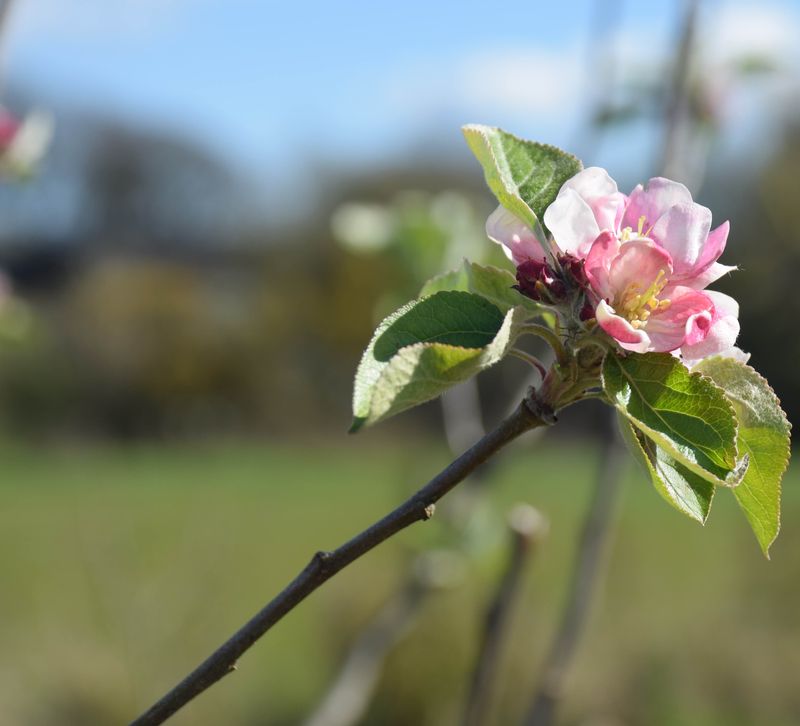 Tipping Back a Tip-Bearing Variety