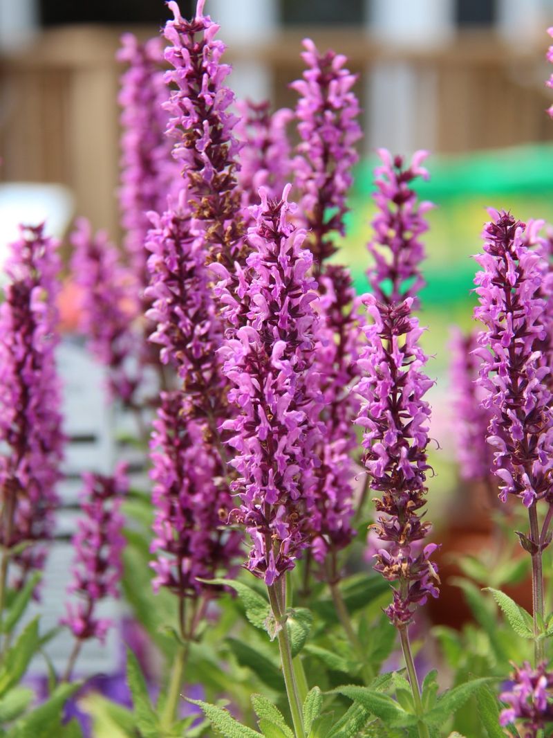Salvia (Salvia nemorosa)