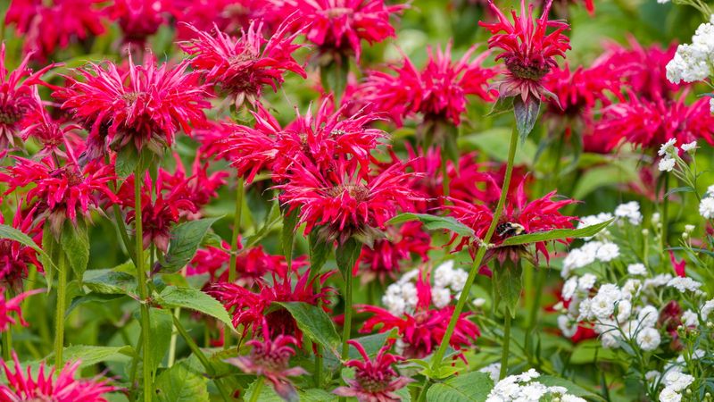 Bee Balm (Monarda)
