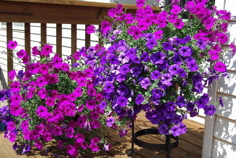 Pick Self-Cleaning Varieties for Less Work