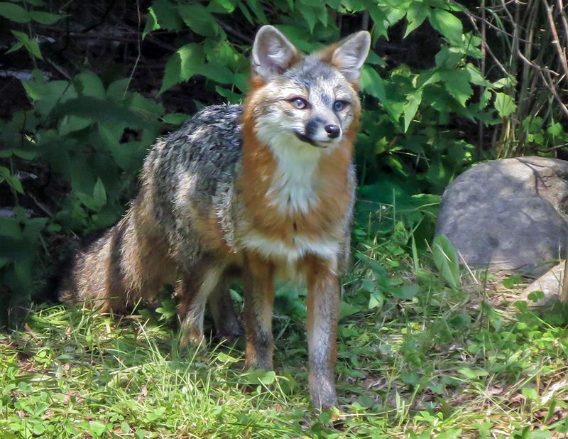 Why dusk is ordinary fox time