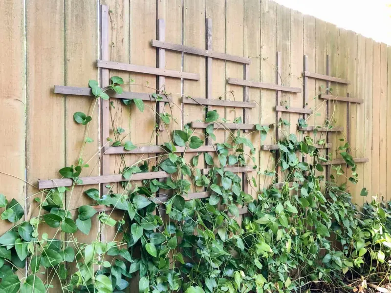 Planting Too Close to a Solid Wall or Fence