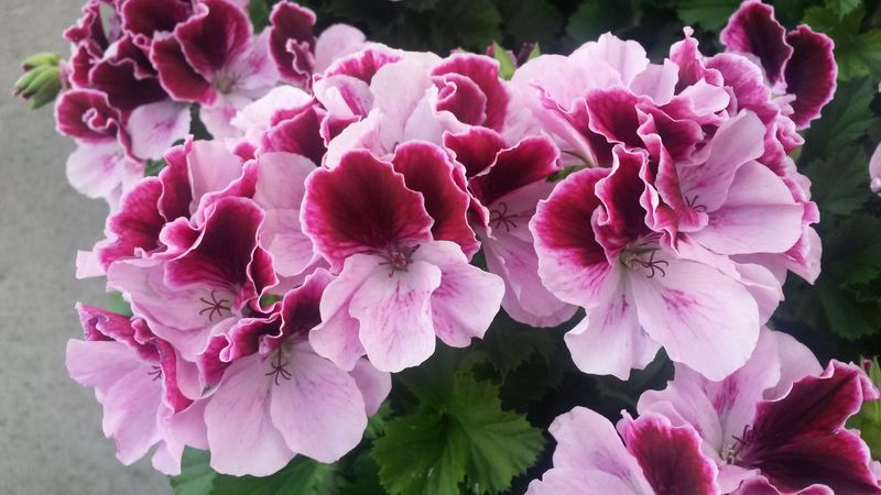 Temperature advice depends on the geranium