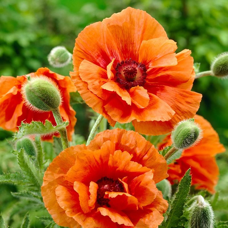 Poppy