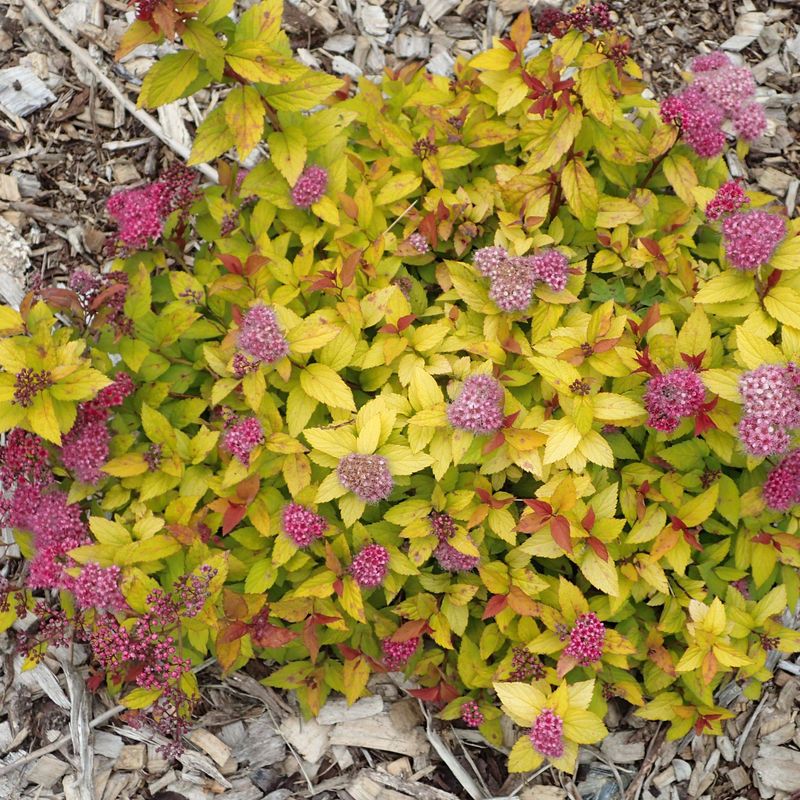 Spirea